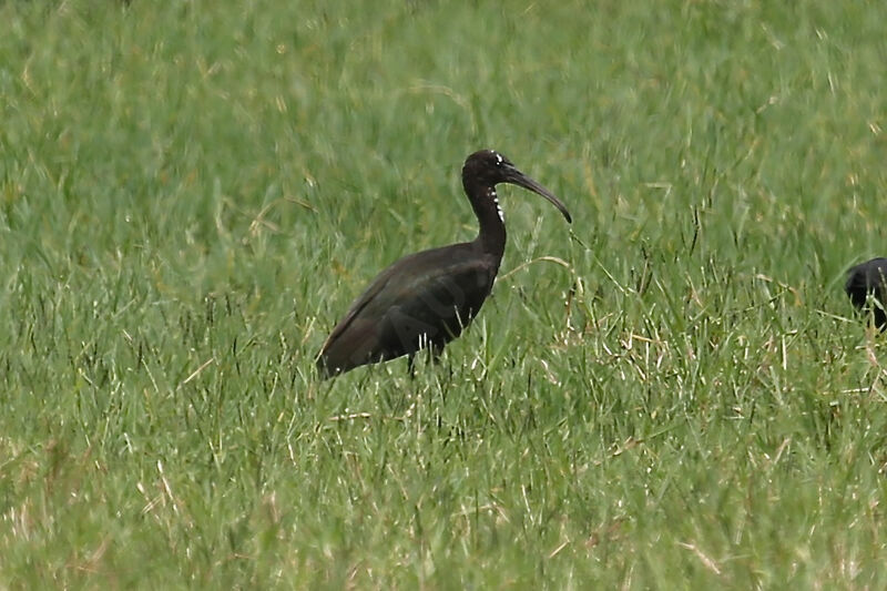 Glossy Ibis