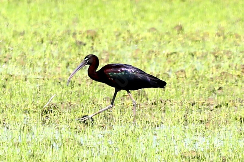 Glossy Ibis