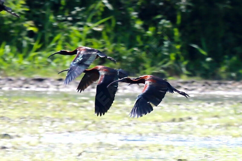 Ibis falcinelle