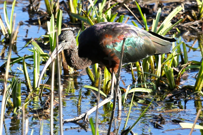 Glossy Ibis