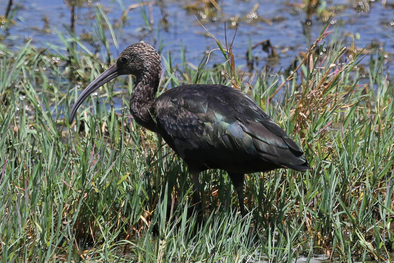 Ibis falcinelle