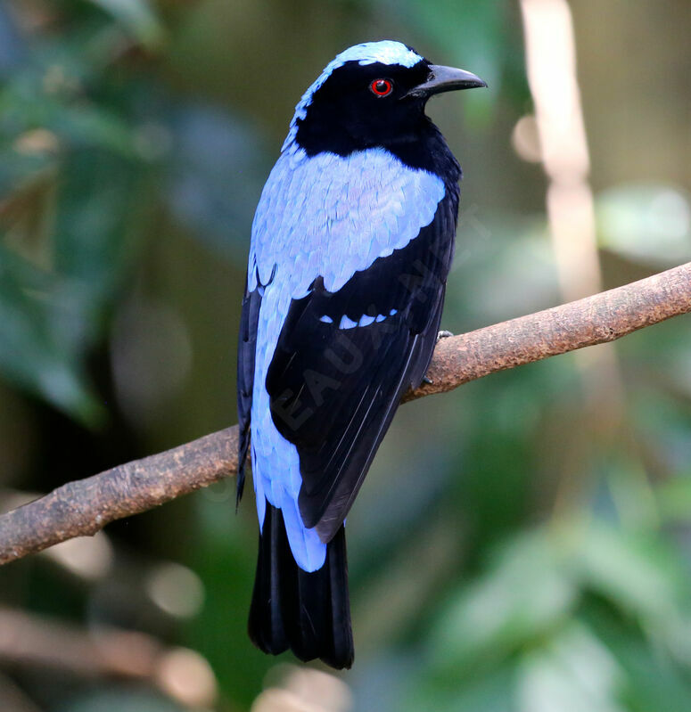 Asian Fairy-bluebird