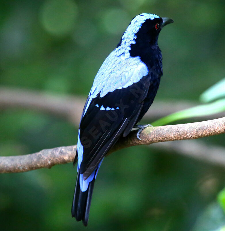 Asian Fairy-bluebird