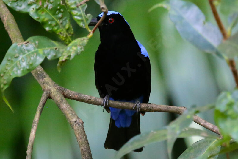 Asian Fairy-bluebird