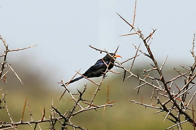 Abyssinian Scimitarbill