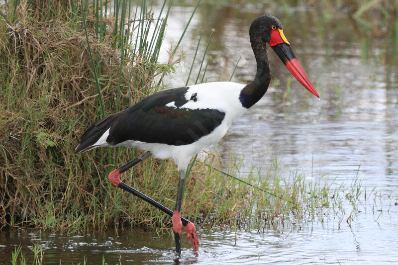 Jabiru d'Afrique