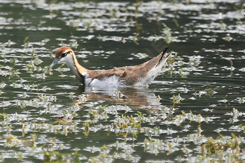 Pheasant-tailed Jacana