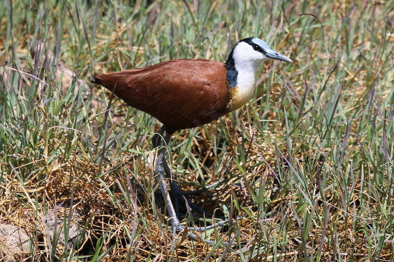 African Jacana