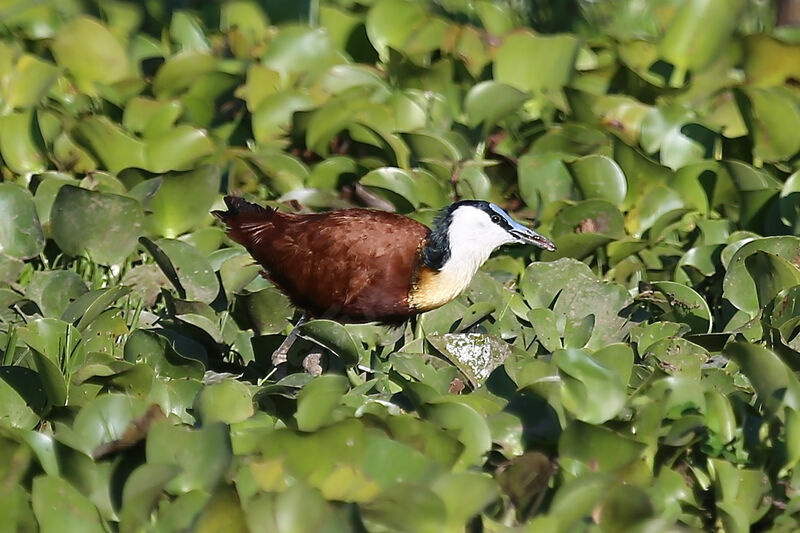 African Jacana