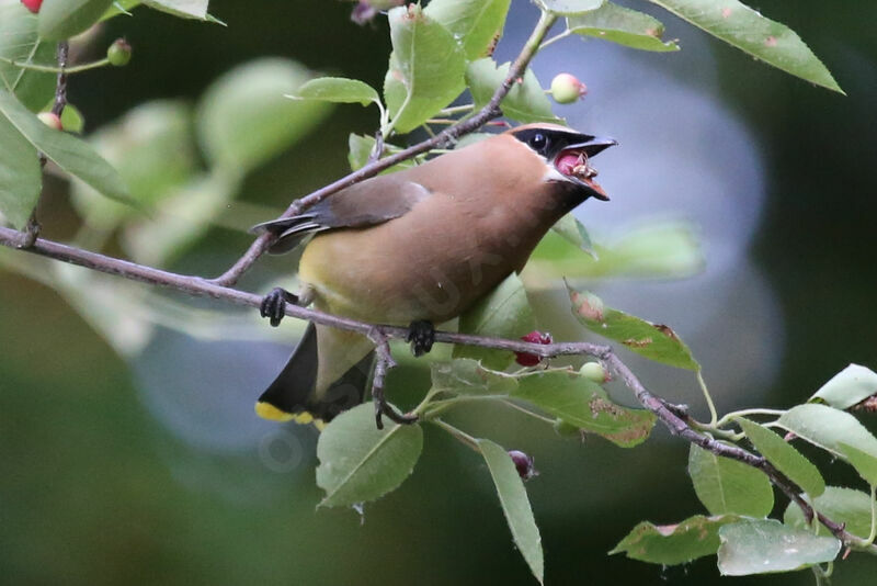 Cedar Waxwing