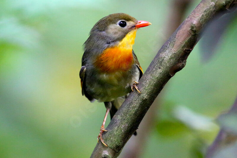 Red-billed Leiothrix