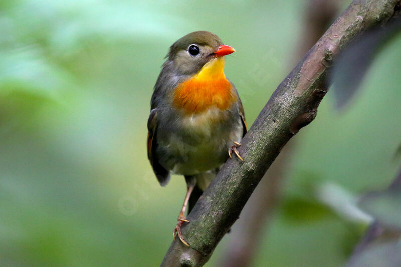 Red-billed Leiothrix