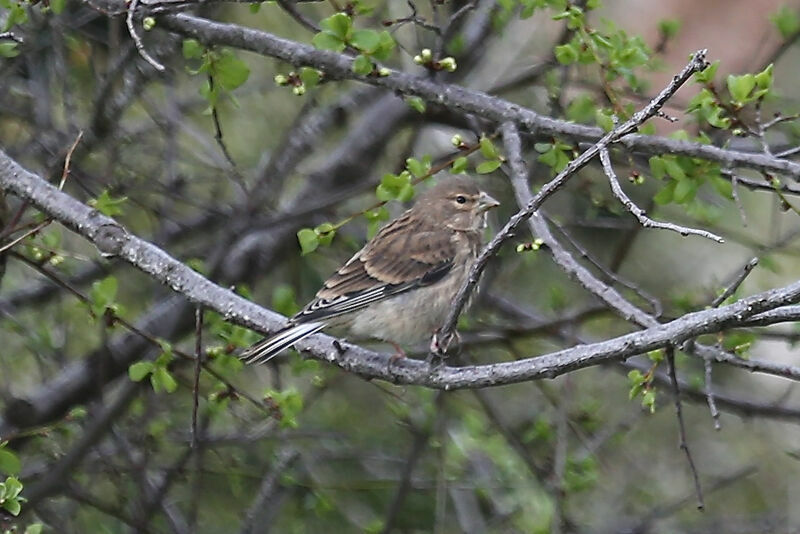 Linotte mélodieuse