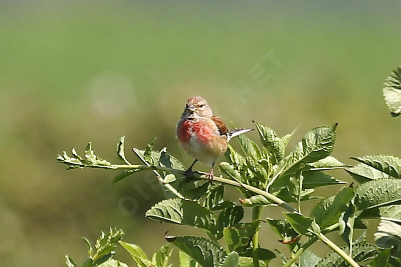 Linotte mélodieuse