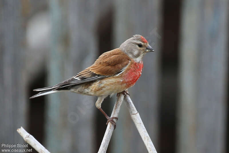 Common Linnet male adult breeding, identification