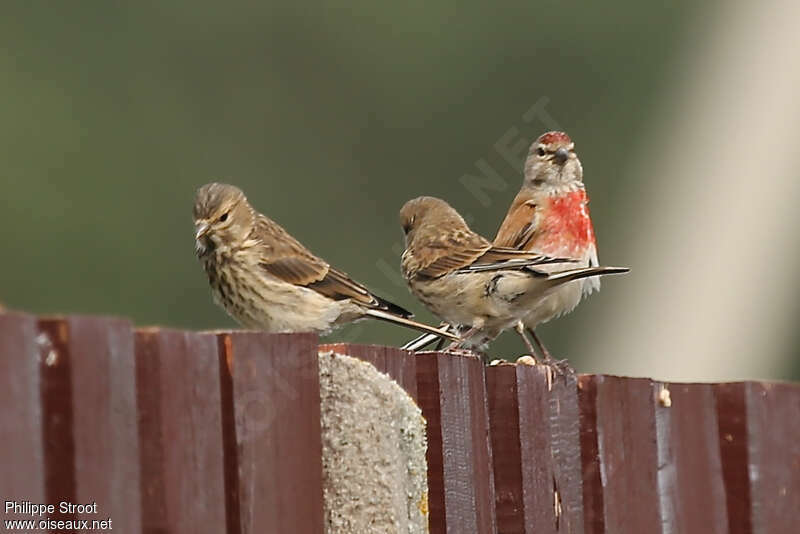 Common Linnet, pigmentation