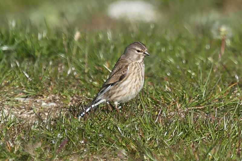 Common Linnet female