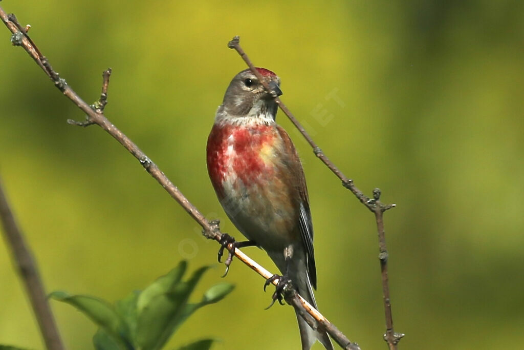 Linotte mélodieuse