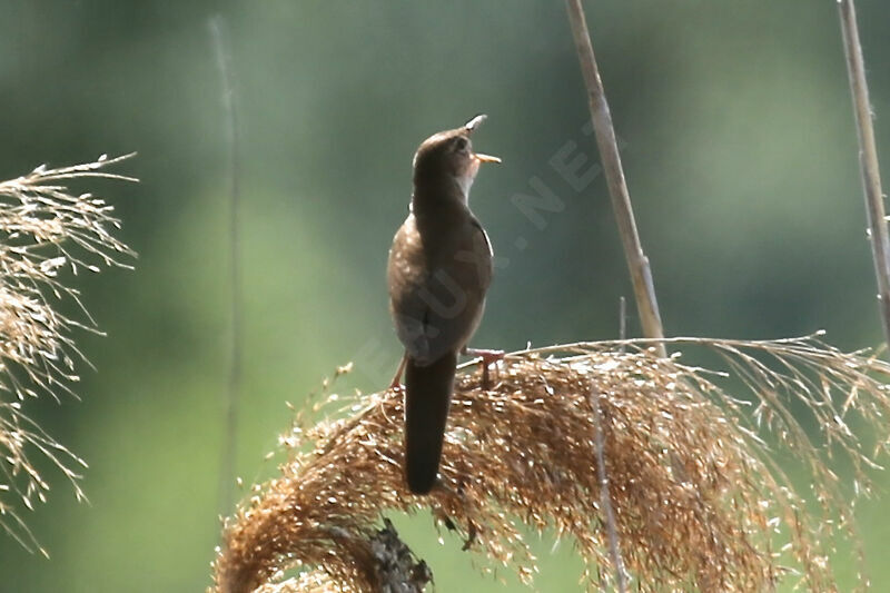 Savi's Warbler