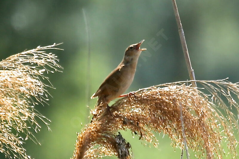 Savi's Warbler, song