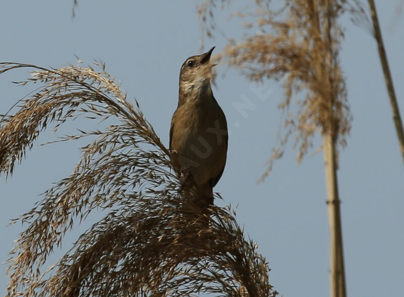 Savi's Warbler