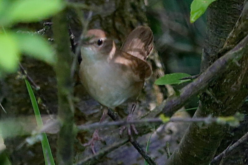 Savi's Warbler