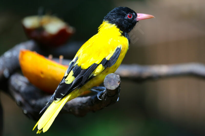 Black-hooded Oriole