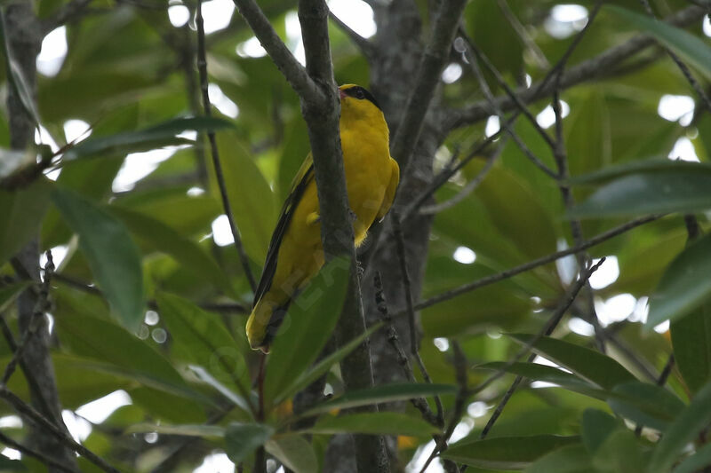 Black-naped Oriole