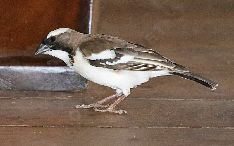 White-browed Sparrow-Weaver