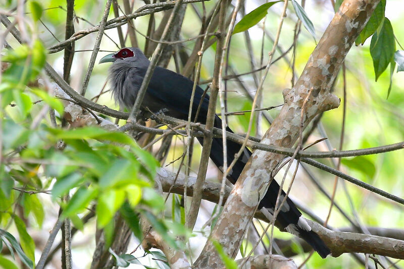 Green-billed Malkoha