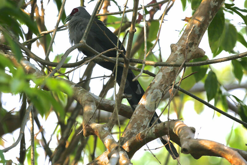 Green-billed Malkoha