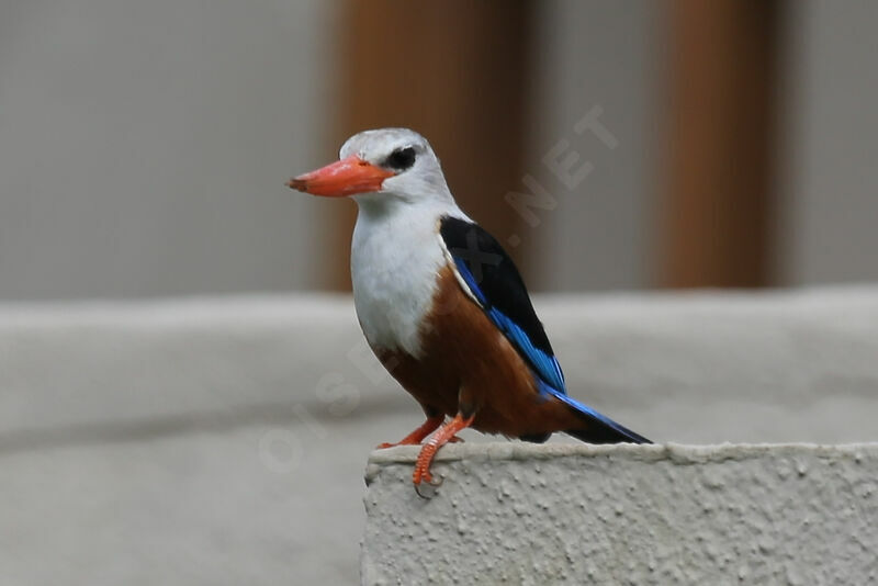 Grey-headed Kingfisher