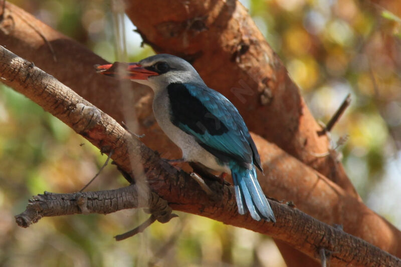 Woodland Kingfisher