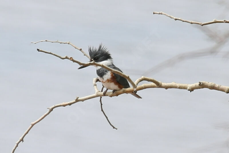 Belted Kingfisher