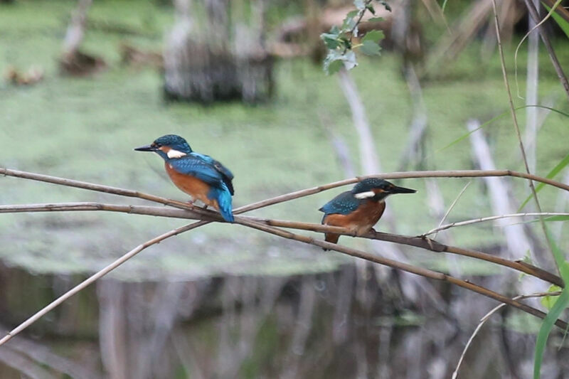 Common Kingfisher