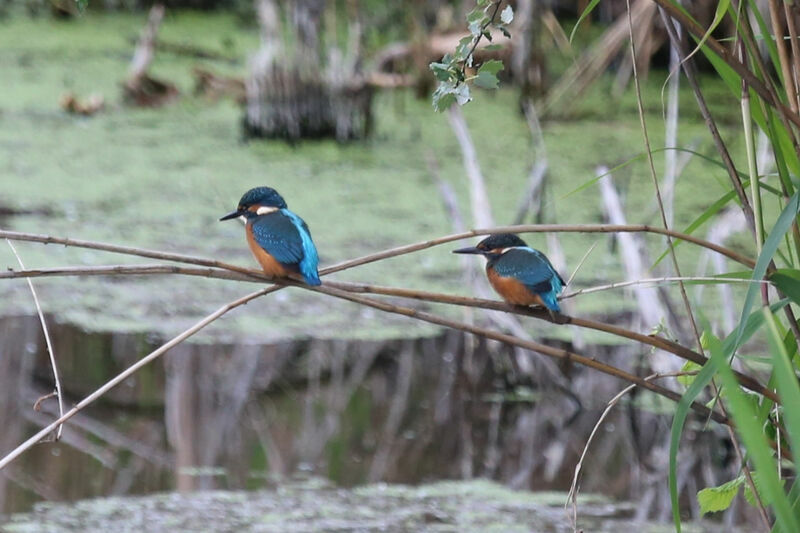 Common Kingfisher