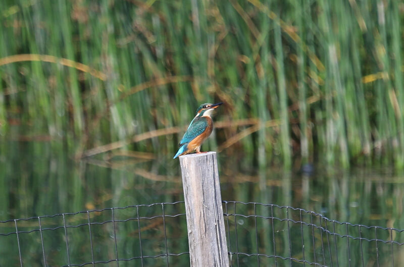 Common Kingfisher