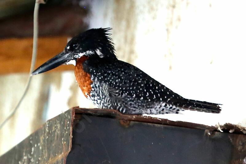 Giant Kingfisher