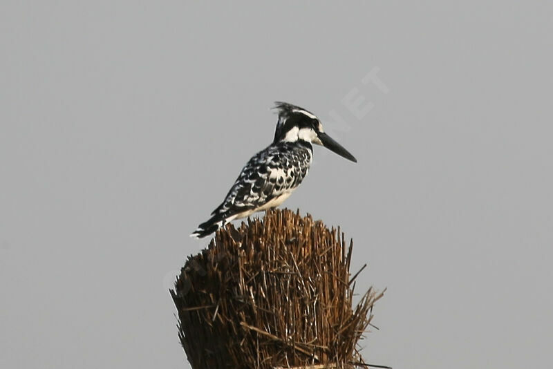 Pied Kingfisher