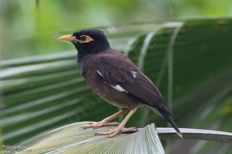 Common Mynaimmature, identification