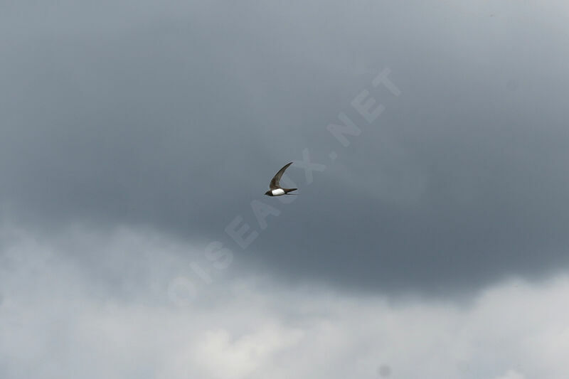 Alpine Swift