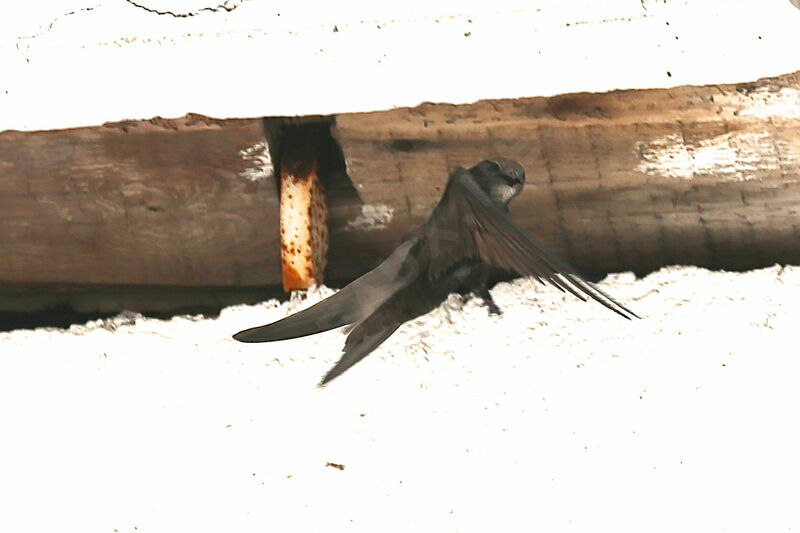 Common Swift