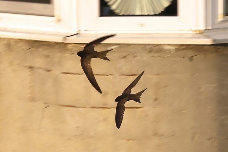 Common Swift