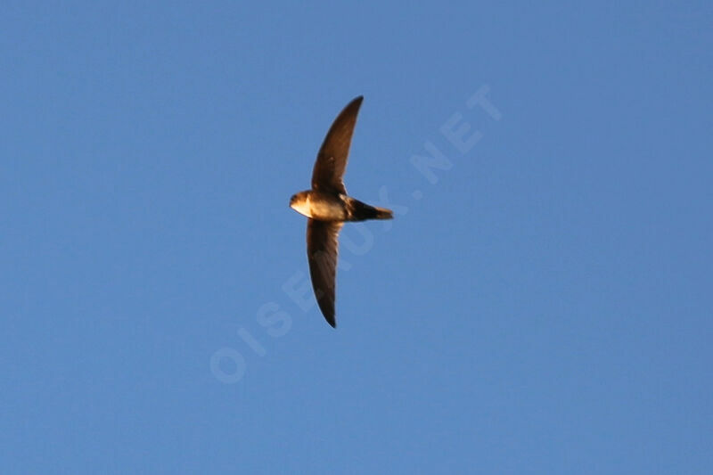 Antillean Palm Swift