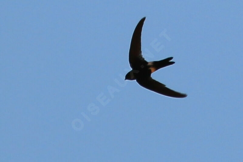 Antillean Palm Swift