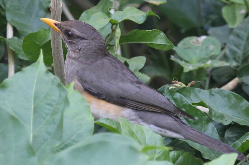 African Thrush