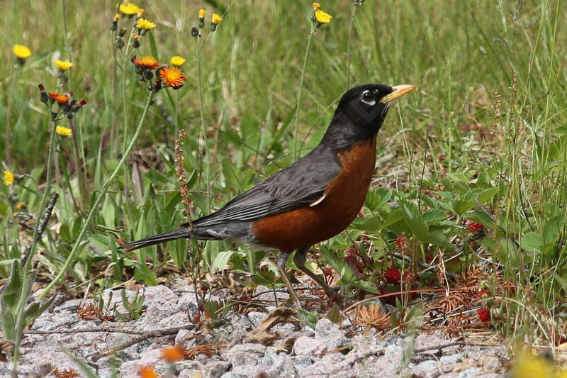 American Robin