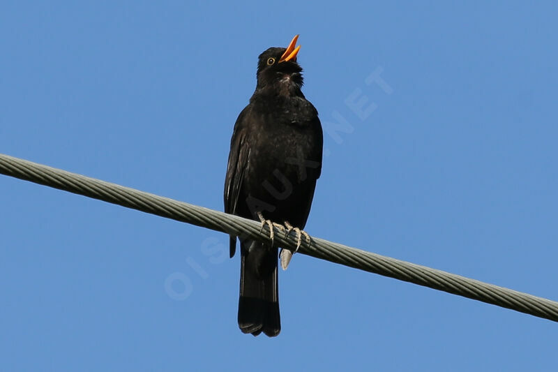 Common Blackbird