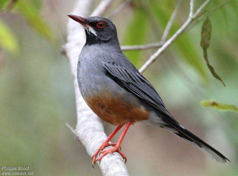 Red-legged Thrushadult, identification