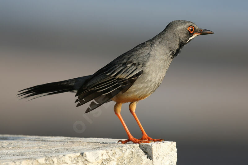 Red-legged Thrush